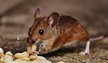 24 Hour & Emergency Exterminators in Washington, CT